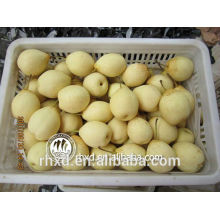 Nova safra Barato Atacado fresco frutas frescas Ya peras / frescas datas amarelas / Organic Fresh Golden Pear